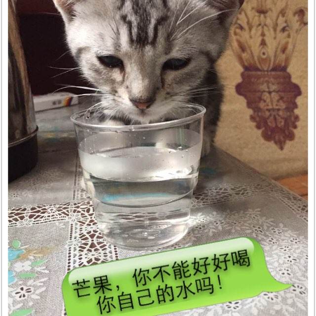 高仿东方门诺派大学文凭毕业证